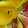 Roses and Cala Lily