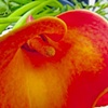 Another Cala Lily
