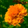 bright orange in the sun