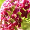 Garland