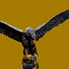 Hawk!