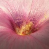 Flower Show