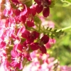 a garland of ???