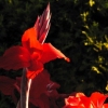 Sunset Gladiola
