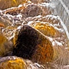 Stream on Wellington