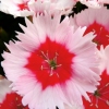 Red flowers with a white highlight