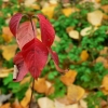 leaves