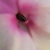 Pink Dagger