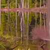 Rainforest