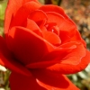 Kelowna Rose, I love you