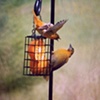 Orioles Fighting over an Orange Sllice