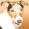 Jack Russell