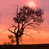 Sun Tree