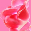 Rose and Fade