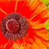 Red Flower Painted