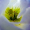 InsidenPurple
