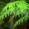 Green leaves, green needles
