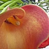 Cala Lily