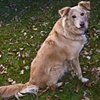 Fraser's Collie?