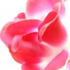 Rose & White