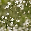 A Little White
