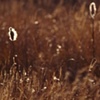 Bullrushes
