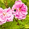 In Flight Bee