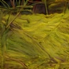 Swamp Cover