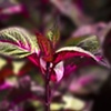 Leaves in Colour