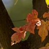 Maple Leaves