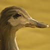Duck!!!