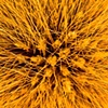 Tumbleweed