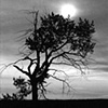 Black and White Tree