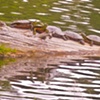 Turtle Lake in Kikamun Campground