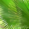 ferns
