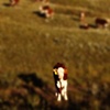 Standing out in a Crowd