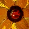 Sunflower in heck