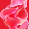 Rose & Red