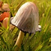 Mushroom
