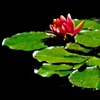Lily Pad at Leo Mol Gardens
