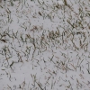 Grass and  Snow