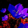 The Blues