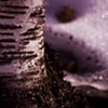 Birch & Snow