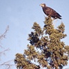 Baby Eagle