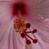 Fleur