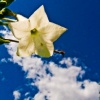 Flower in  the Sky