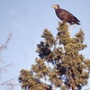 Baby Bald Eagle