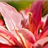 Cala Lily painting