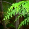 a-some leaf-ves