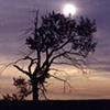 Tree and sun